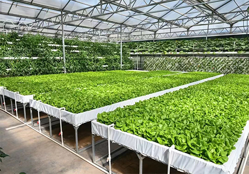 无土栽培蔬菜温室大棚建设的必备条件有哪些