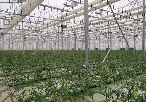 以色列温室西红柿无土栽培温室大棚建设