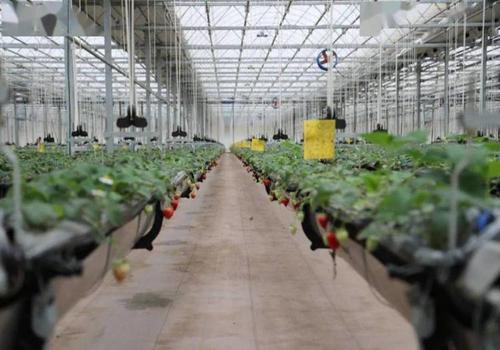 无土栽培吊挂升降式草莓种植系统—草莓天瀑