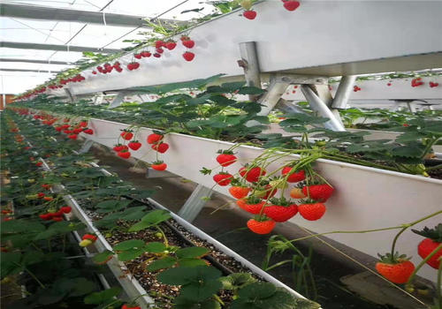 温室大棚建设草莓种植支架无土栽培A型架种植槽