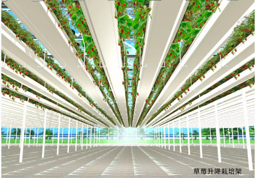 草莓温室大棚建设的规划设计