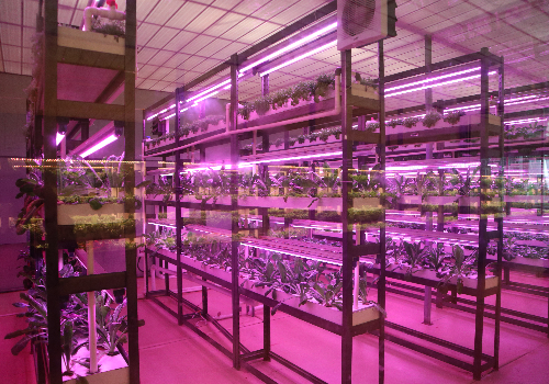 玻璃温室中的无土栽培蔬菜植物工厂