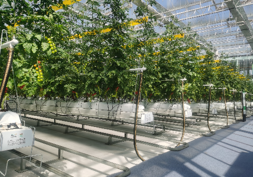 西红柿小镇的环境智能控制玻璃温室大棚建设