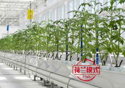 荷兰模式无土栽培蔬菜种植设备生产厂家