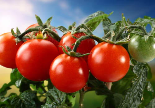 西红柿生长需求大量的养分元素