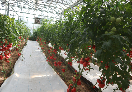 蔬菜大棚建设番茄水肥一体化技术应用