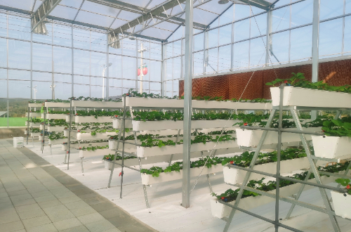 无土栽培高架草莓水肥一体化技术水分管理