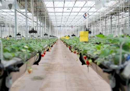 无土栽培吊挂升降式草莓种植系统—草莓天瀑