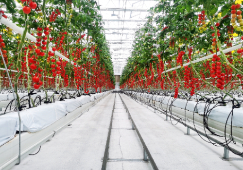 专业生产西红柿荷兰模式无土栽培槽厂家