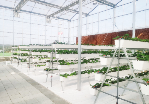 无土栽培高架草莓水肥一体化技术水分管理