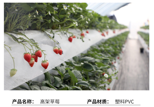 草莓温室大棚建设一亩需要多少钱？