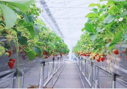 什么是A型架草莓无土栽培