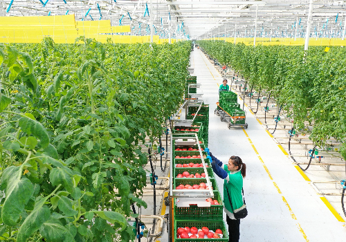 新型农业科技之光——荷兰模式无土栽培设备