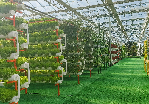 无土栽培蔬菜温室大棚建设
