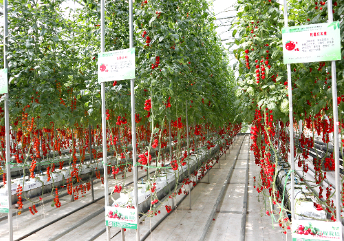 蔬菜无土栽培技术，怎样简化无土栽培大棚菜？