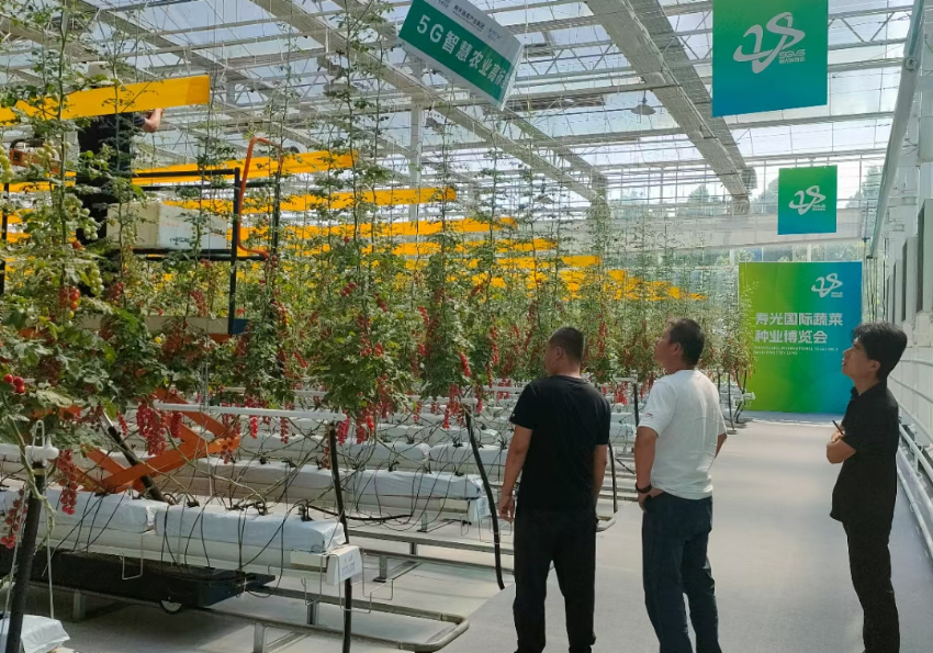 荷兰模式番茄种植管理