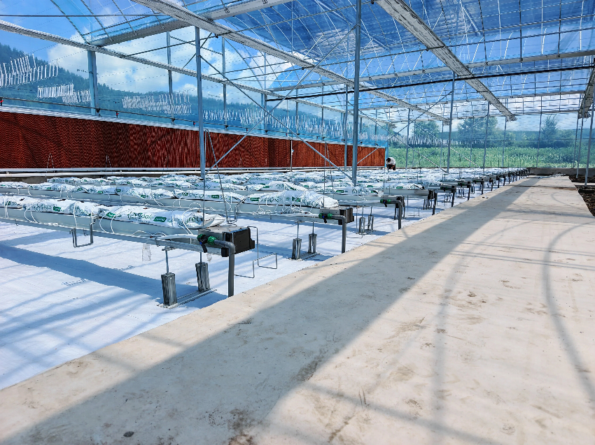 薄膜连栋温室大棚实景，热镀锌温室骨架厂家，大棚骨架出口加工